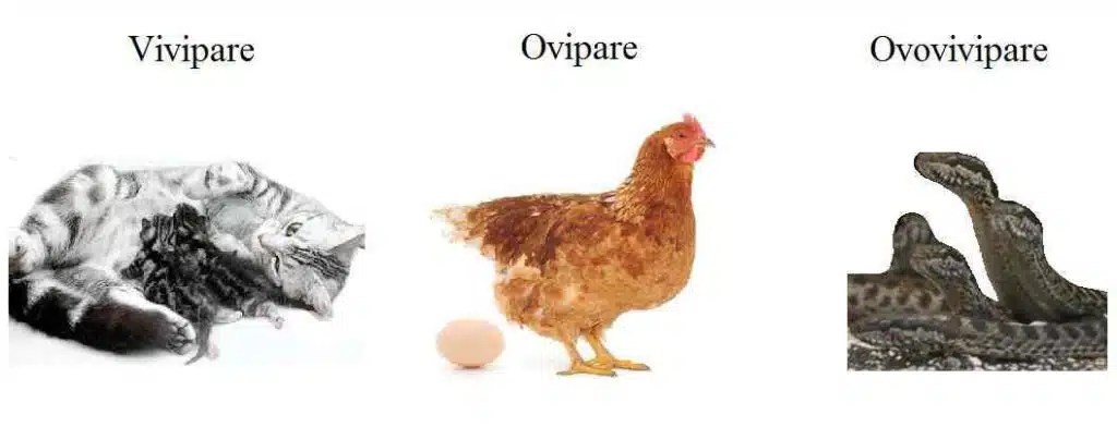 Comment reconnaitre un ovipare ?